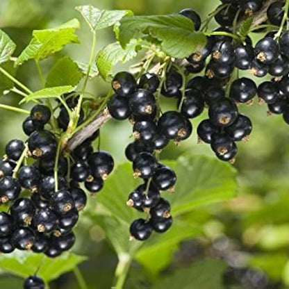 Currant Seeds - Fruit Plant for Home Gardens