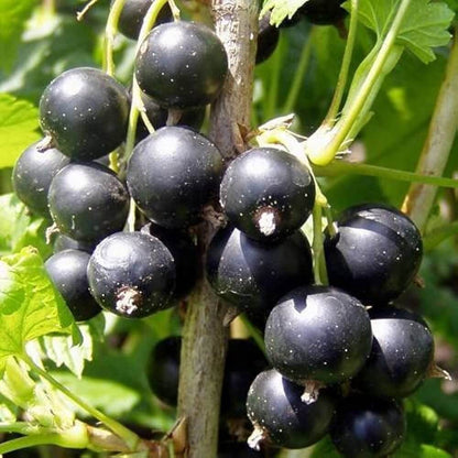 Currant Seeds