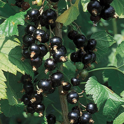 Currant Seeds