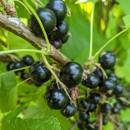Currant Seeds - Fruit Plant for Home Gardens
