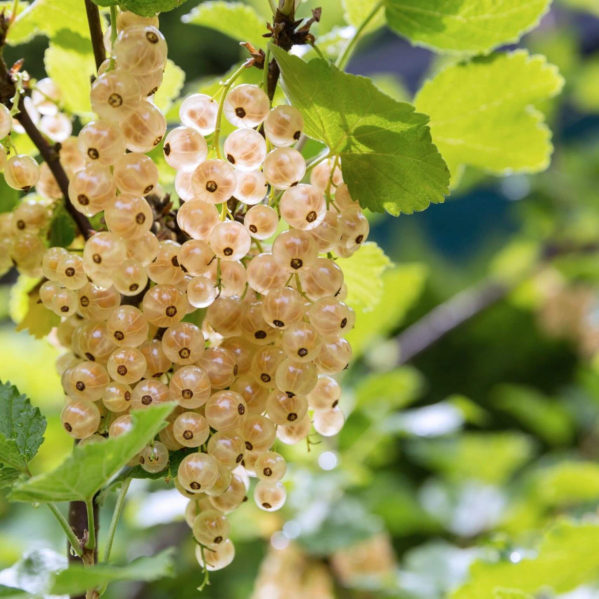 Currant Seeds For Sale