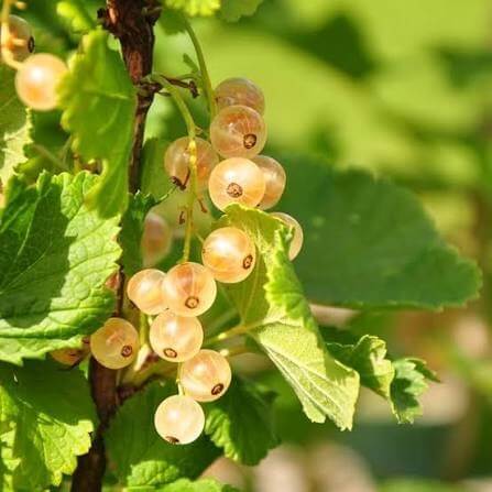 Currant Seeds For Sale