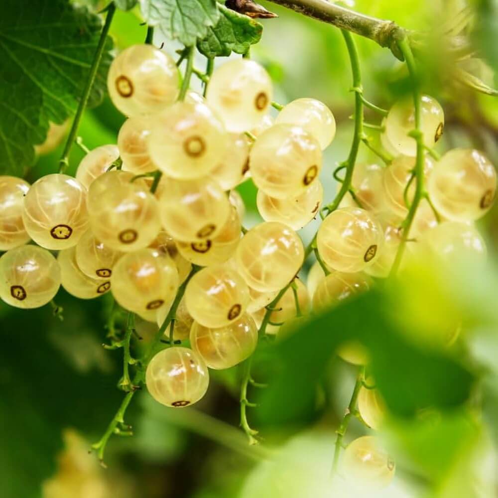 Currant Seeds For Sale
