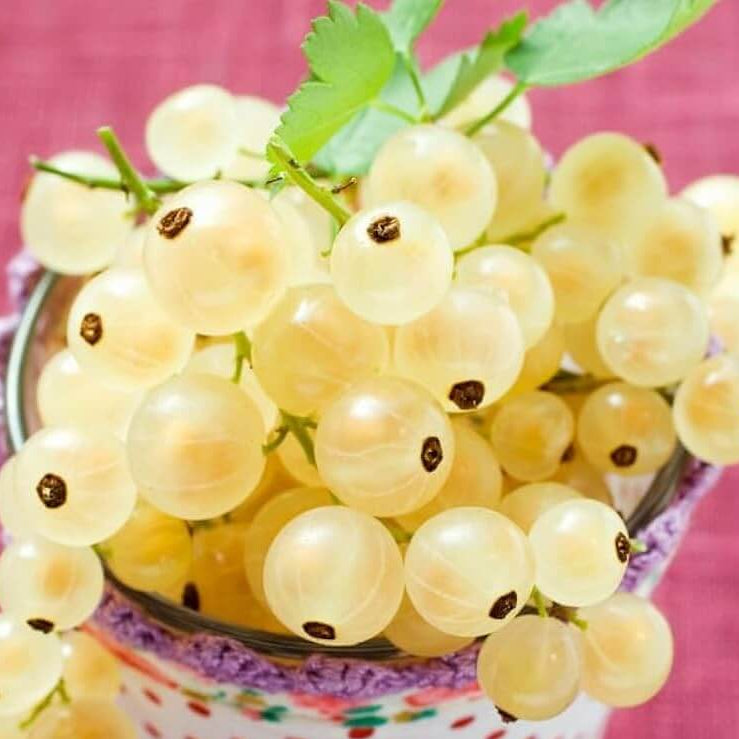 Currant Seeds For Sale