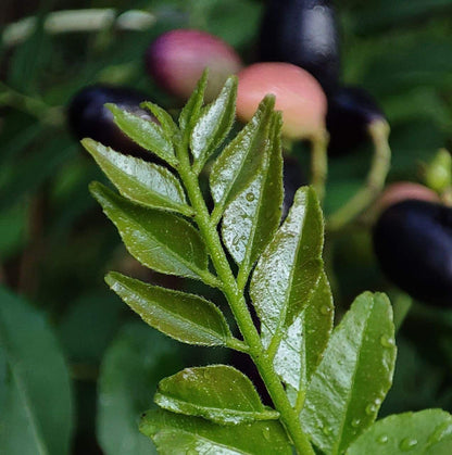Curry Leaf Seeds - Herbal Plant