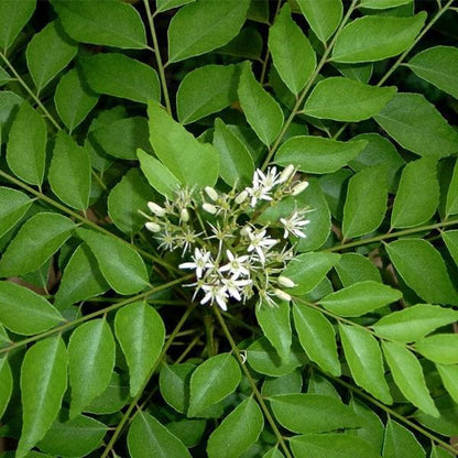 Curry Leaf Seeds - Herbal Plant