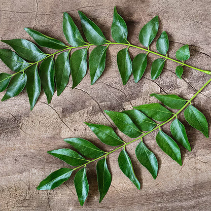 Curry Leaf Seeds 