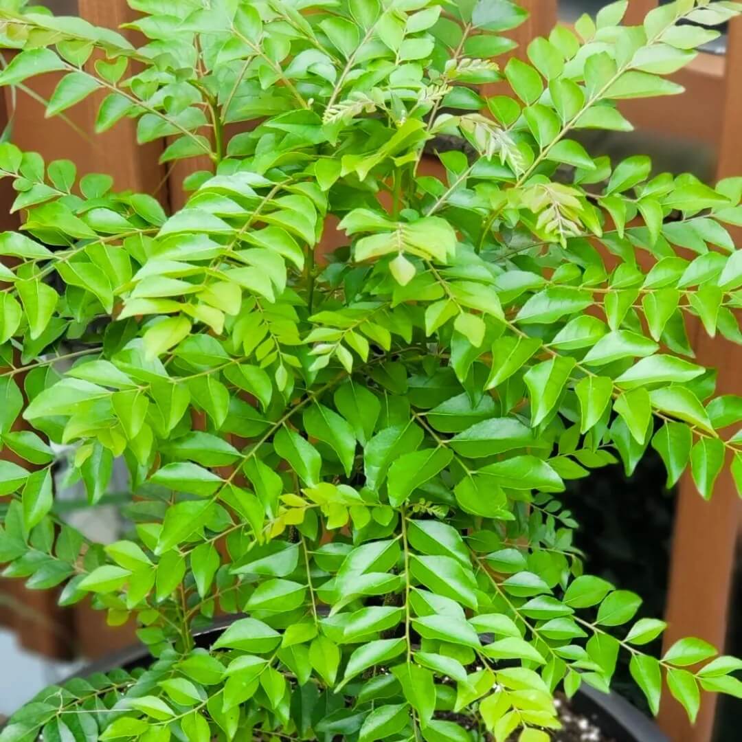 Curry Leaf Seeds 