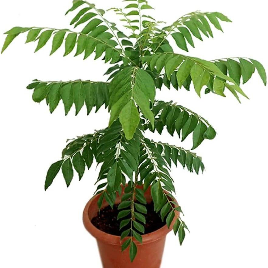 Curry Leaf Seeds 