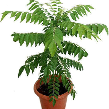Curry Leaf Seeds 