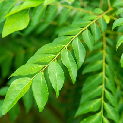 Curry Leaf Seeds 