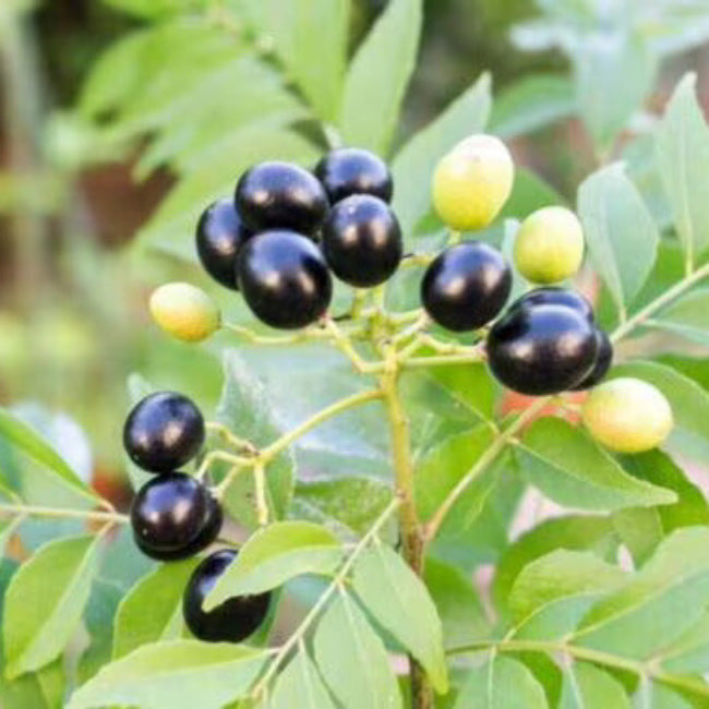Curry Leaf Seeds For Planting 