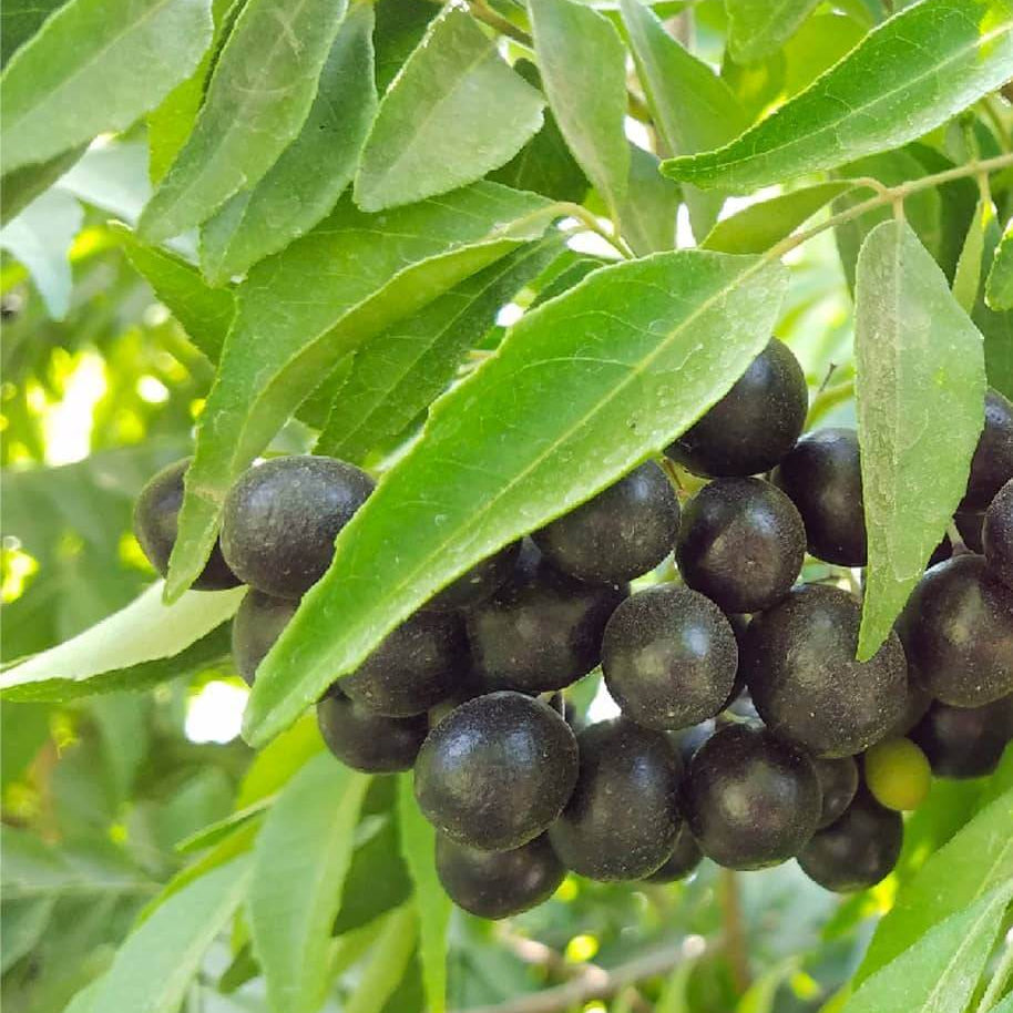 Curry Leaf Seeds For Planting 