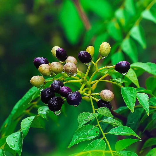 Curry Leaf Seeds For Planting 