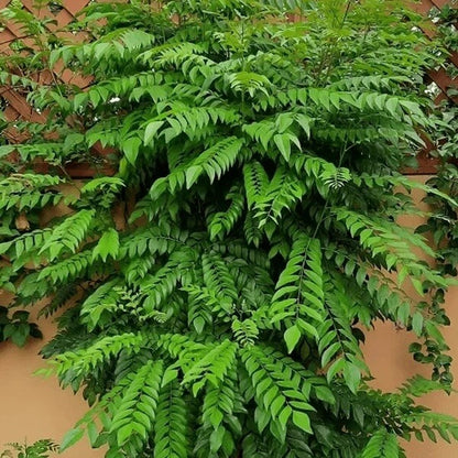 Curry Tree Seeds