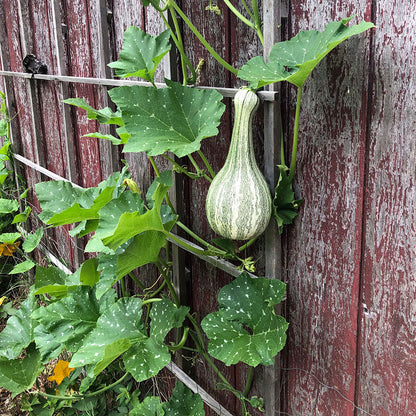 Cushaw Pumpkin Seeds