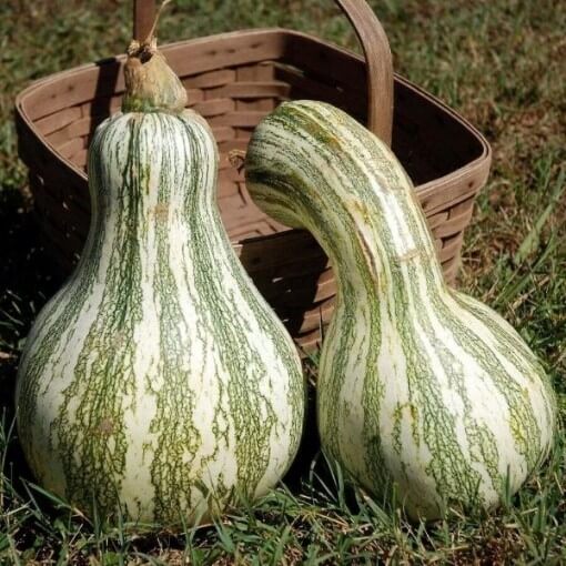 Cushaw Pumpkin Seeds