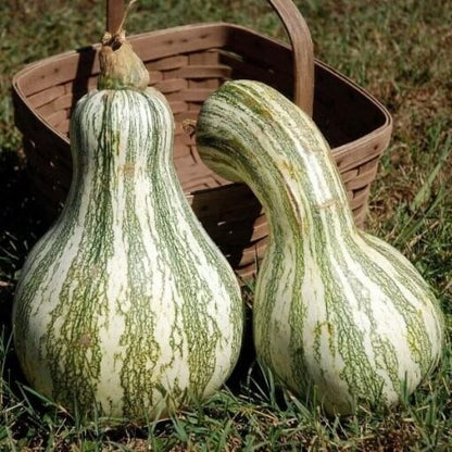 Cushaw Pumpkin Seeds