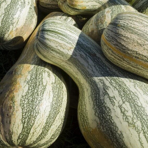 Cushaw Pumpkin Seeds