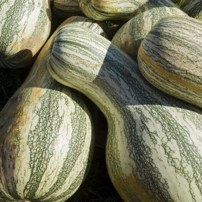 Cushaw Pumpkin Seeds