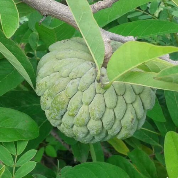 Custard Apple Seeds - Fruit Plant