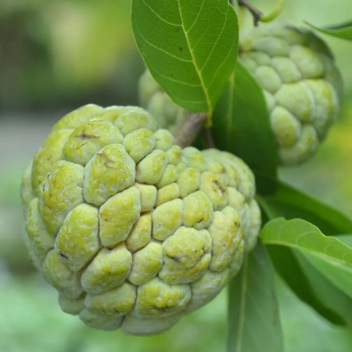 Custard Apple Seeds - Fruit Plant