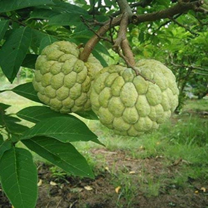Custard Apple Seeds - Fruit Plant