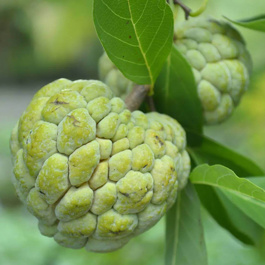Custard Apple Seeds For Planting - Heirloom Fruit Plant for Home Gardens