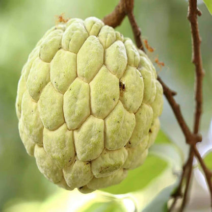 Custard Apple Seeds For Planting - Heirloom Fruit Plant for Home Gardens