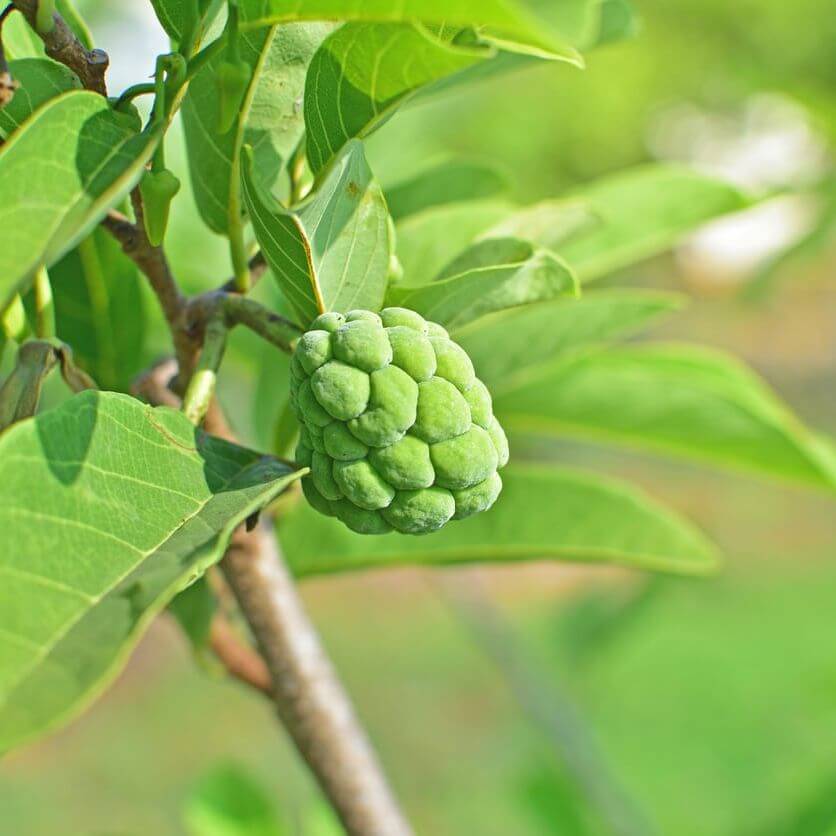 Custard Apple Seeds For Planting - Heirloom Fruit Plant for Home Gardens