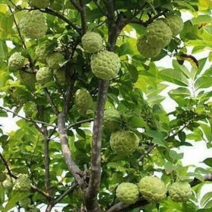Custard Apple Seeds For Planting - Heirloom Fruit Plant for Home Gardens