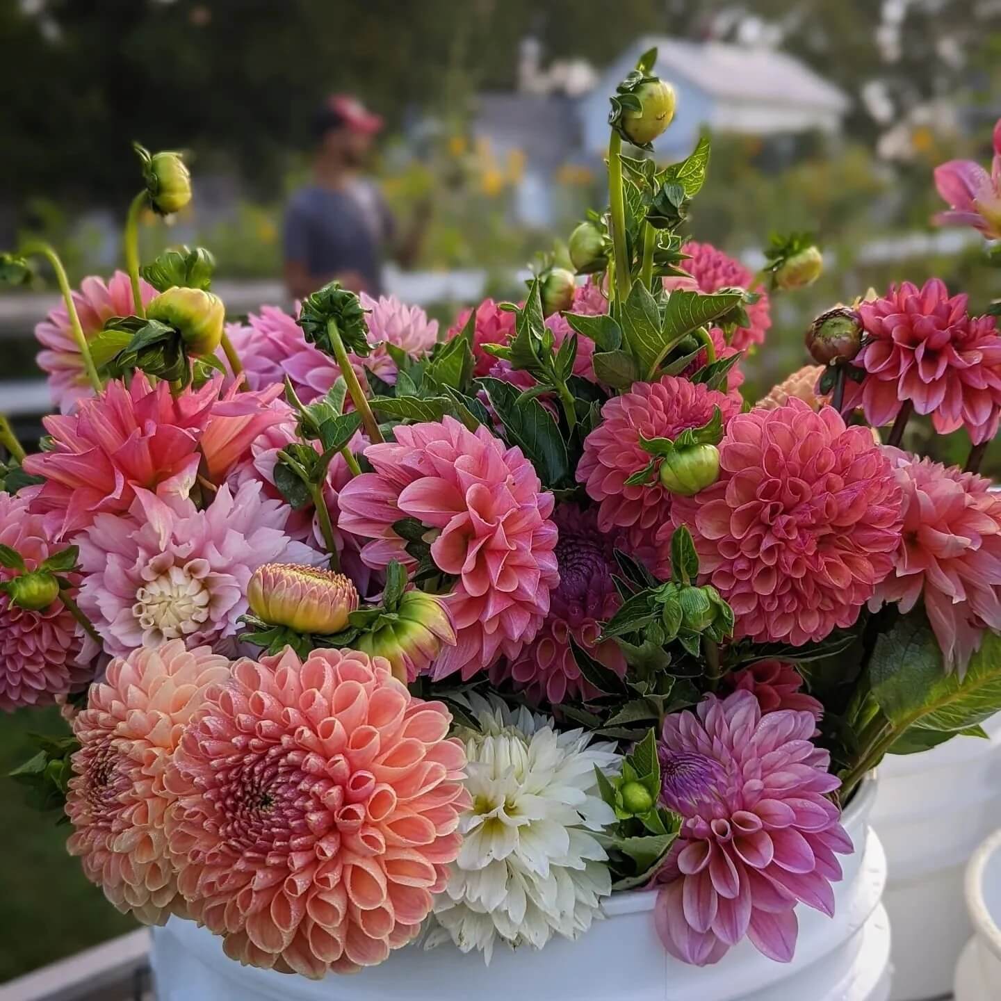 Cut Flower Seeds