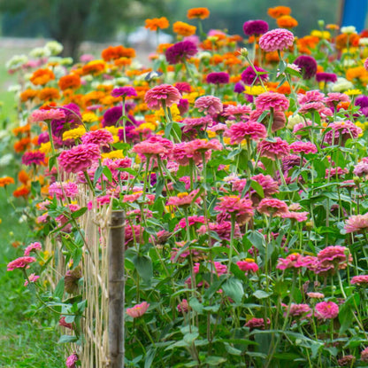 Cut Flower Seeds