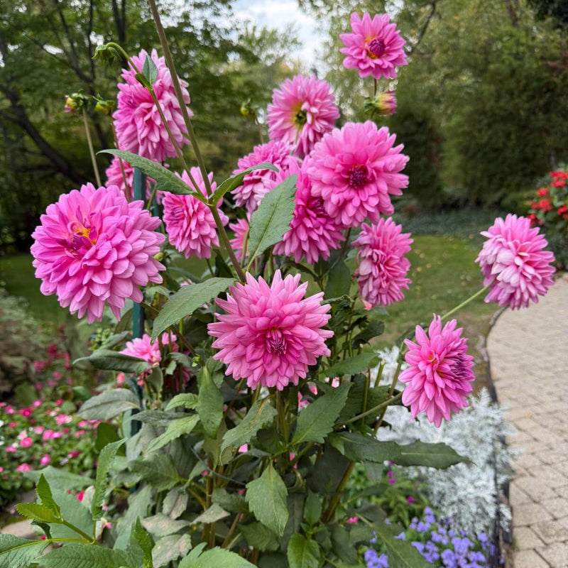 Cut Flower Seeds