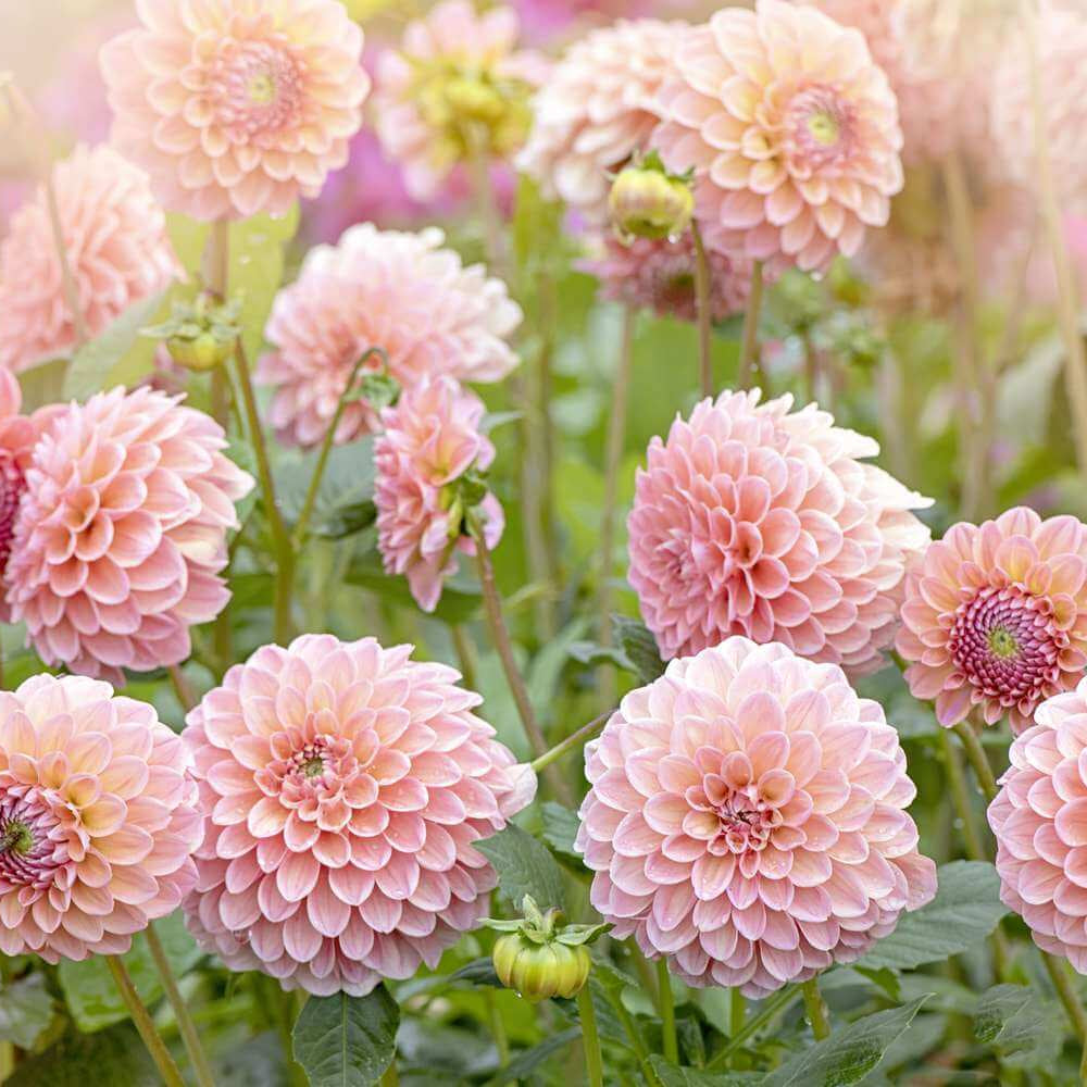 Cut Flower Seeds