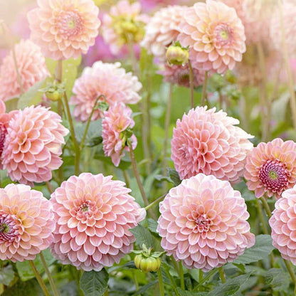 Cut Flower Seeds
