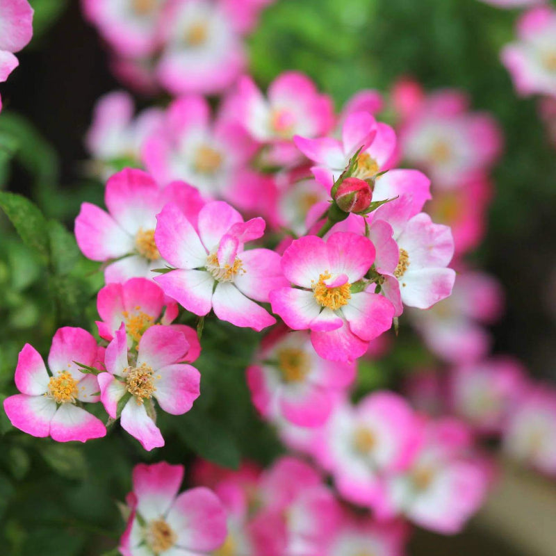 Cutie Pie Miniature Rose Seeds - Heirloom Flower Plant for Home Gardens