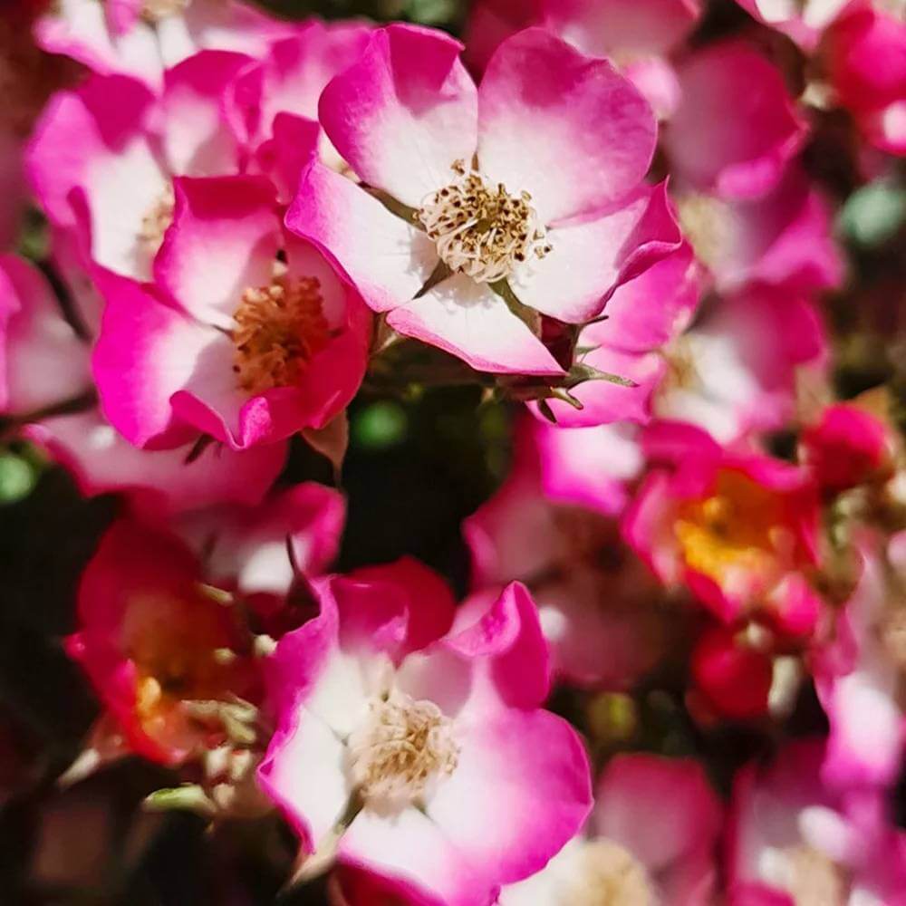 Cutie Pie Miniature Rose Seeds - Heirloom Flower Plant for Home Gardens