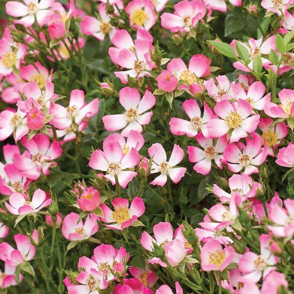 Cutie Pie Miniature Rose Seeds - Heirloom Flower Plant for Home Gardens