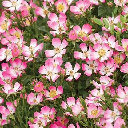 Cutie Pie Miniature Rose Seeds - Heirloom Flower Plant for Home Gardens