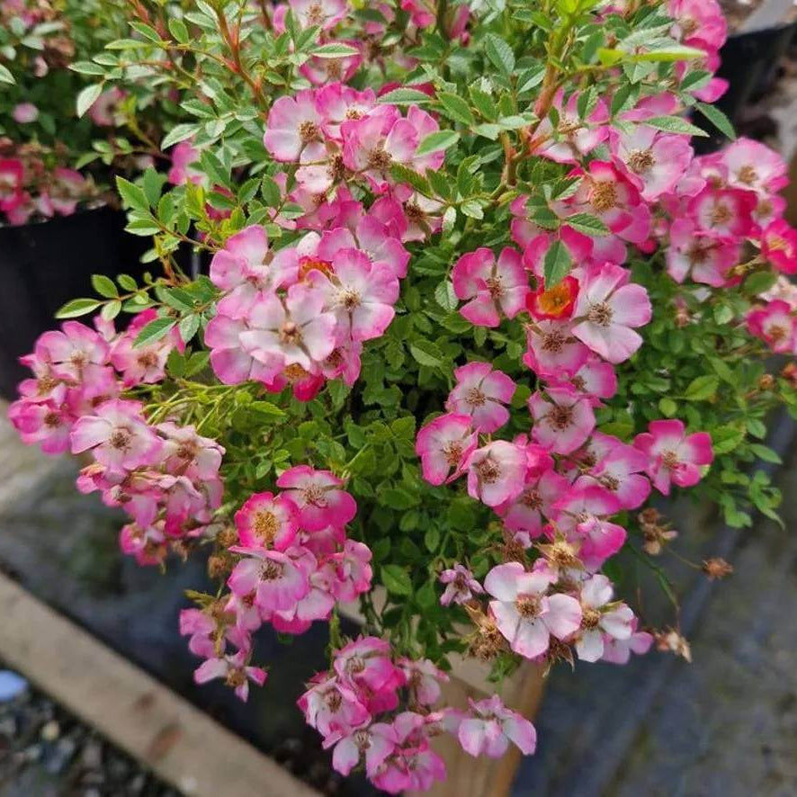 Cutie Pie Miniature Rose Seeds - Heirloom Flower Plant for Home Gardens