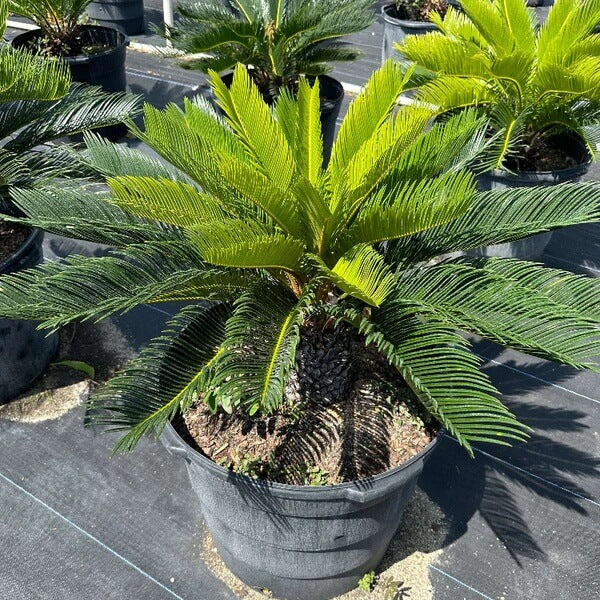 Cycad Seeds 