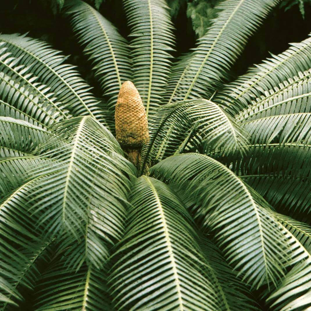 Cycad Seeds - Ornamental Plant Seeds for Home Gardens