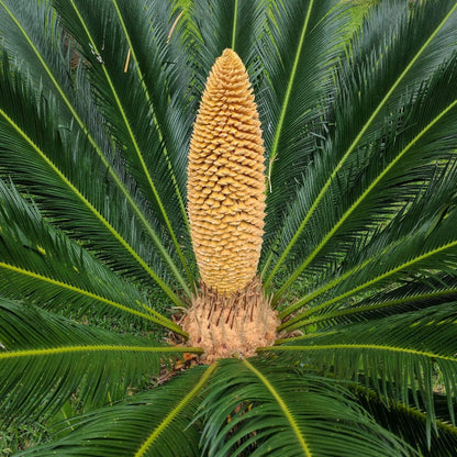 Cycad Seeds - Ornamental Plant Seeds for Home Gardens