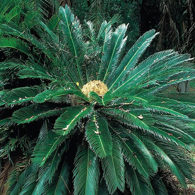 Cycad Seeds - Ornamental Plant Seeds for Home Gardens