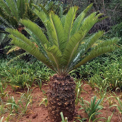 Cycad Seeds - Ornamental Plant Seeds for Home Gardens