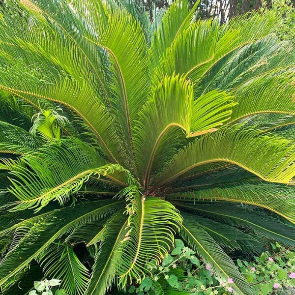 Cycas Palm Plant Seeds