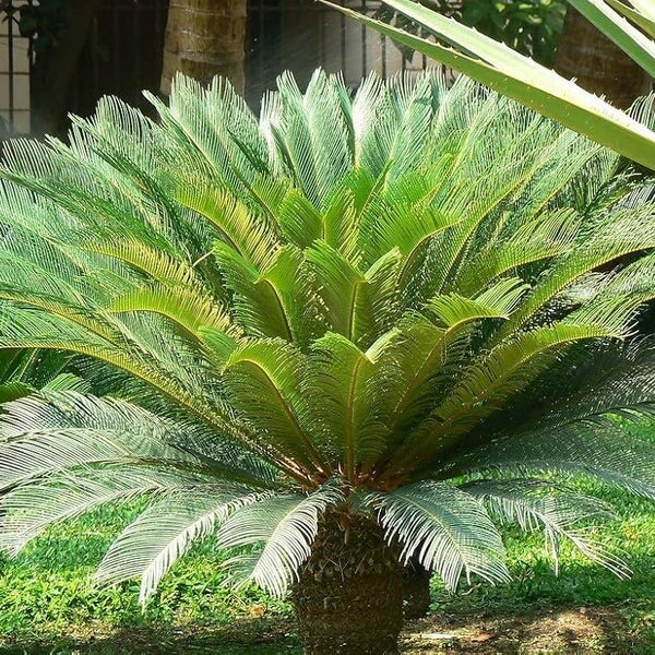 Cycas Palm Plant Seeds
