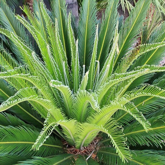 Cycas Revoluta Seeds