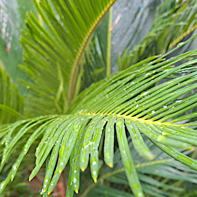 Cycas Revoluta Seeds
